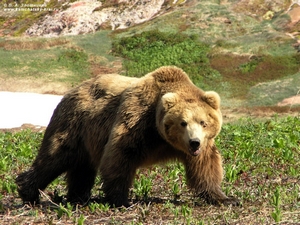 Медведи в городе Колпашево.